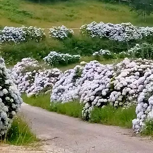 Casa Habanerin Apartamento As Figueiras (Asturias)